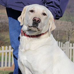 Labrador Retriever All Grown Up from Larke Lab Kennels