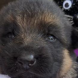 Ursula - Black and red female German Shepherd puppy in Marianna, Florida from Haus M Godwin