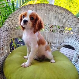 Terlingua - Blenheim female Cavalier King Charles Spaniel puppy in Watsontown, Pennsylvania from Huntsman Cavaliers