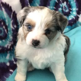 Miniature Australian Shepherd, Shih Tzu, and Toy Australian Shepherd Puppies from River Springs Aussies