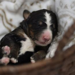 Shine - Tri-color female Bernedoodle puppy in Delta, Pennsylvania from KEE Bernedoodles