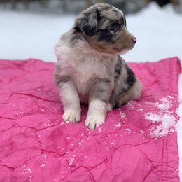Australian Shepherd Puppies from Juno Homestead Aussies