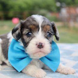 Aussiedoodle, Cavalier King Charles Spaniel, Cavapoo, and Labradoodle Puppies from McDoodles of Texas LLC