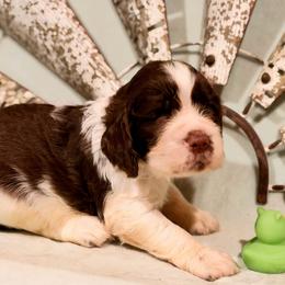 Green boy - Liver white and tan male English Springer Spaniel puppy in Cleburne, Texas from Powers English Springer Spaniels