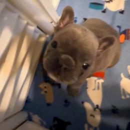 Steel - Blue male French Bulldog puppy in Goshen, Ohio from Washburns bostons