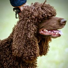 Irish Water Spaniels from Hooligan Irish Water Spaniels