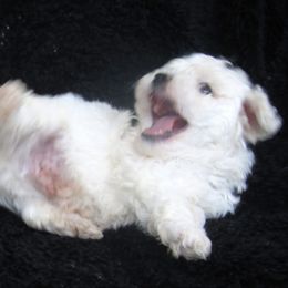 Bichon Frise Puppies from Kerley's Kuties
