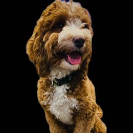 Lexie - Goldendoodle