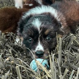 Aussiedoodles and Australian Shepherds from Urban Aussies