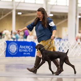 German Shorthaired Pointers from Apple River Working Dogs