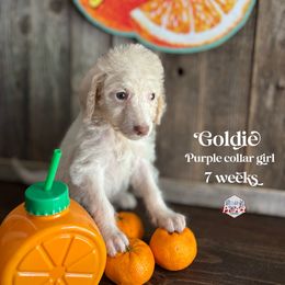 Goldie - Cream female Labradoodle puppy in Paw Paw, Michigan from ProAct Canines