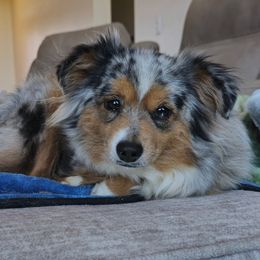 Jani - Toy Australian Shepherd