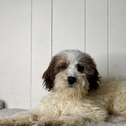 Opal - Cream female Whoodle puppy in Wisconsin Rapids, Wisconsin from Whoodles of the Valley