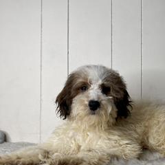 Opal - Cream female Whoodle puppy in Wisconsin Rapids, Wisconsin from Whoodles of the Valley