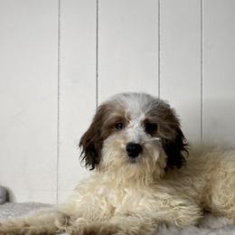 Opal - Cream female Whoodle puppy in Wisconsin Rapids, Wisconsin from Whoodles of the Valley