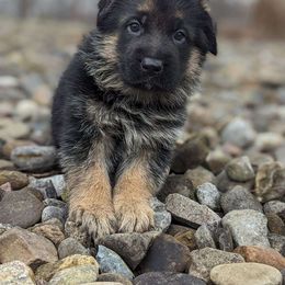 German Shepherd Puppies from Jerry Miller
