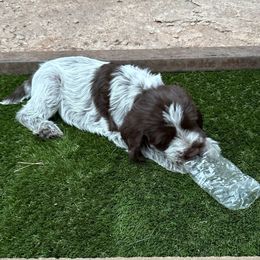 Big Joe Boot - Brown and gray male Wirehaired Pointing Griffon puppy in Custer, South Dakota from Twenty-Mile Griffons