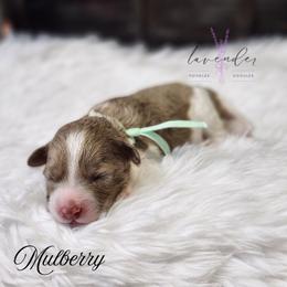 Mulberry - Merle female Cockapoo puppy in Mancelona, Michigan from Lavender poodles & doodles