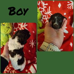 Lagotto Romagnolo and Poodle Puppies from Willow Creek Kennels