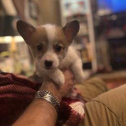 Light Blue collar female - Red female Pembroke Welsh Corgi puppy in Grantsville Md, Maryland from Standing Oaks Kennel