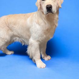 Golden Retriever puppies from Bear State Goldens