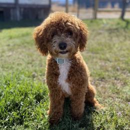 Blakely - Poodle
