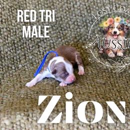 Zion - Red tri-color male Miniature American Shepherd puppy in Ferndale, California from Lost Coast Aussies
