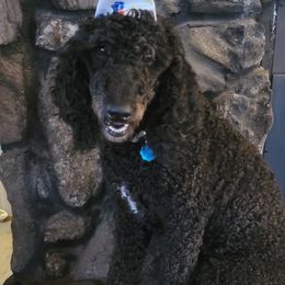 Oreo - Poodle