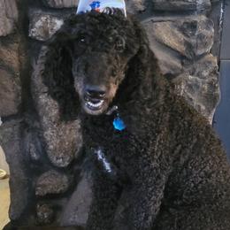 Oreo - Poodle