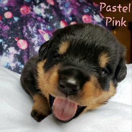 Rottweiler Puppies from Von Hunter Rottweilers