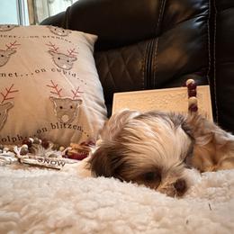 Shih Tzu Puppies from Wood Foo Breeders
