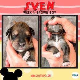 Sven (Brown) - male Golden Mountain Doodle puppy in Boiling Springs, South Carolina from OlliePups, LLC