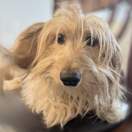 Bell - Dachshund