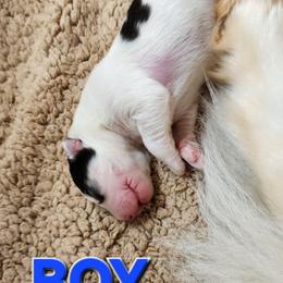Boy 1 - White male Siberian Husky puppy in Helen, Georgia from Royal Siberian AKC Huskies