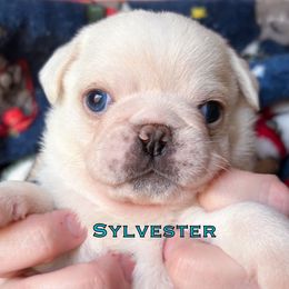 Boy 2 'Sylvester' - White male Pug puppy in Morgantown, West Virginia from Groovy Pugs
