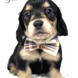 Dachshund Puppies from Legacy Lane Dachshunds