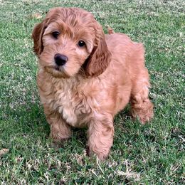 Australian Labradoodle Puppies from Luxe Labradoodles