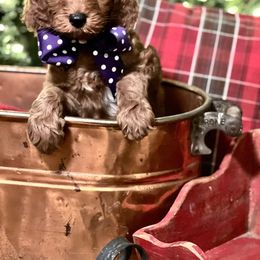 Purple Collar Girl - Australian Labradoodle puppy from Lucky Country Labradoodles
