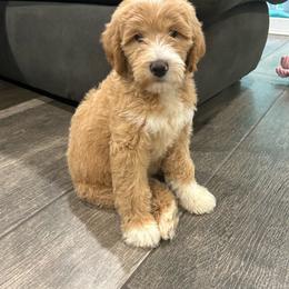 Amelia Bedelia - Red  female Goldendoodle puppy in Camden, North Carolina from Oopsie Doodles of NC