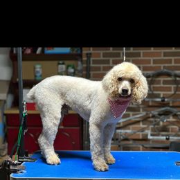 Poodle puppies from Puppy Power Kennels