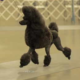 Coraline - Poodle
