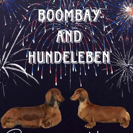 Dachshund puppies from Boombay
