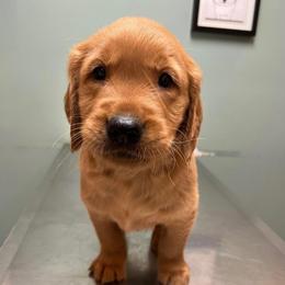 Marshall - Dark golden male Golden Retriever puppy in Mount Carmel, Tennessee from HS Goldens