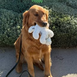 Golden Retrievers from Beach Cities Golden Retrievers