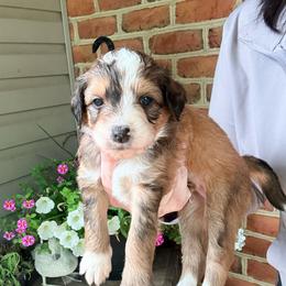Shelby - Sable female Bernedoodle puppy in Denver, Pennsylvania from Greenview Puppies