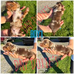 Boy 1 - Dapple male Dachshund puppy in Rushsylvania, Ohio from DNP Doxies