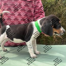 Otis - Blue ticked and tan male Bluetick Coonhound puppy in Mount Pleasant, Texas from Harmons Hounds