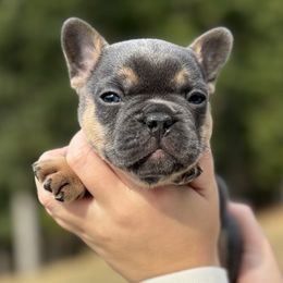 Boy 1 - Blue male French Bulldog puppy in Moorefield, West Virginia from Absolutely Boston Terriers and French Bulldogs
