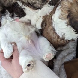 Shih Tzu Puppies from We Shih Tzu Not!