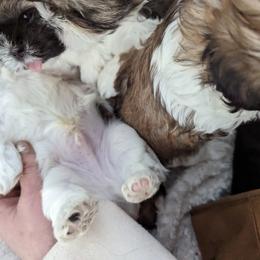 Shih Tzu Puppies from We Shih Tzu Not!